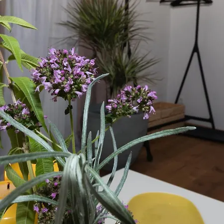 Macho Apartment